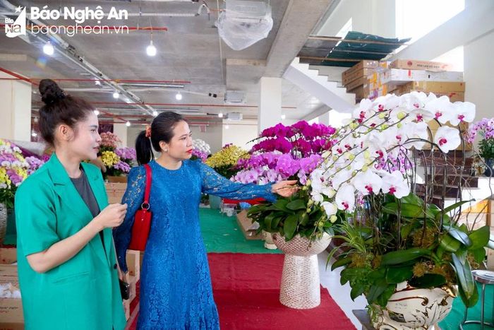  Although popular, according to orchid shop owners, this year they will focus more on creating common and mid-range pots due to economic difficulties, with people's incomes decreasing compared to previous years. For expensive pots, shops will only accept orders and deposits from customers with specific requests. Photo: N.C 