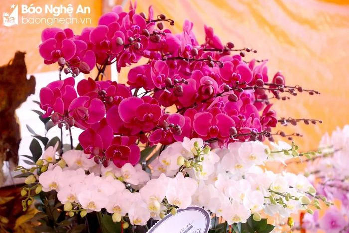  Mentioning orchids, people immediately think of a kind of flowers that adorns itself with gentle, pure beauty but hides a source of overflowing strength. Photo: N.C 