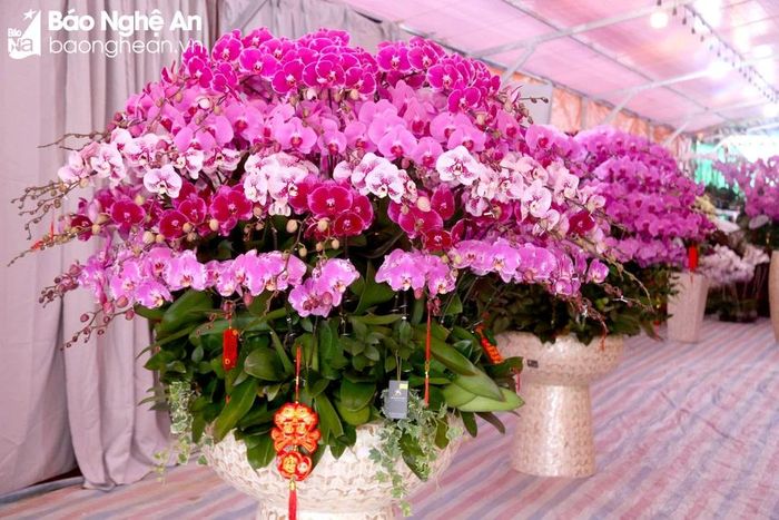  The prices of orchids this year have slightly increased compared to previous years, ranging from VND 160,000 to 200,000 per plant for the common varieties. Premium types are priced between VND 1 to 3.5 million each plant. Photo: N.C 