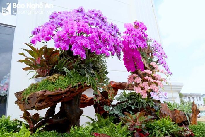  Especially, orchids arranged on wooden bases are considered luxurious decorations for Tet, and some customers are willing to pay deposits early for them. On average, each pot is priced from tens of millions to hundreds of millions of dong. To arrange orchids on wooden bases, artisans need various skills, high craftsmanship, creativity and meticulousness to produce quality products. Photo: N.C 
