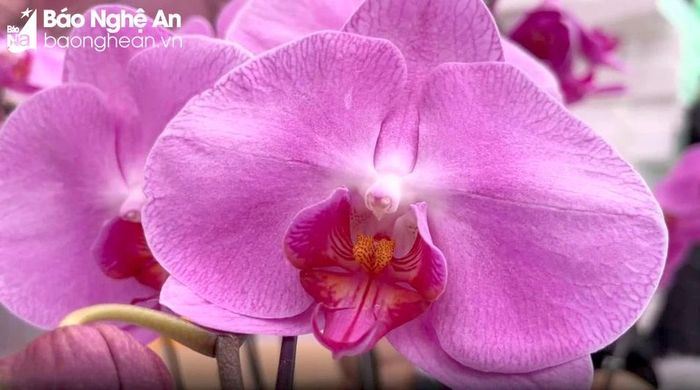  The symbolic beauty of elegant and luxurious flower petals is always favored by many people during the Tet holiday. Photo: N.C 