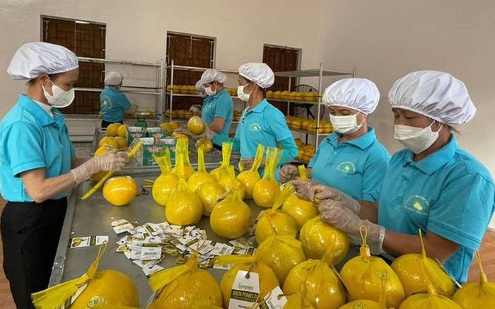 Bưởi Diễn được xuất khẩu sang thị trường Mỹ dự kiến đạt gần 20 tấn trong thời gian cận tết (ảnh minh họa)