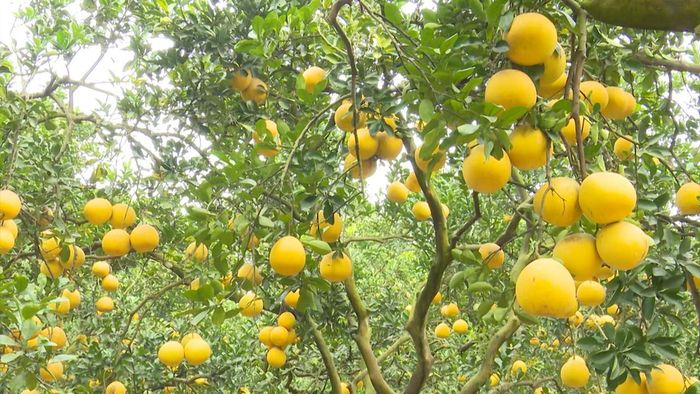 Gần 20 tấn bưởi diễn xuất khẩu sang Mỹ