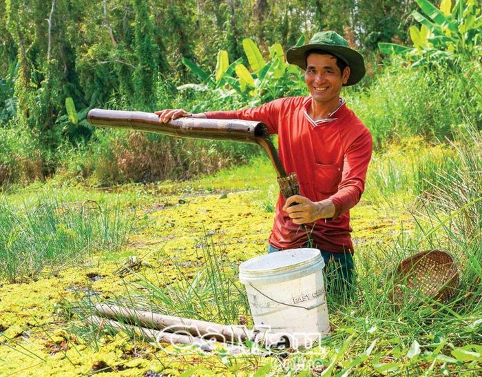 Mùa này, trên rừng bắt đầu cạn nước, các loài lươn, rắn, rùa, cá, tôm xuống kênh, ông Huỳnh Vũ Hoàng dùng ống trúm đặt bắt được những con lươn rừng vàng tươi, to hơn nửa kí-lô-gam.