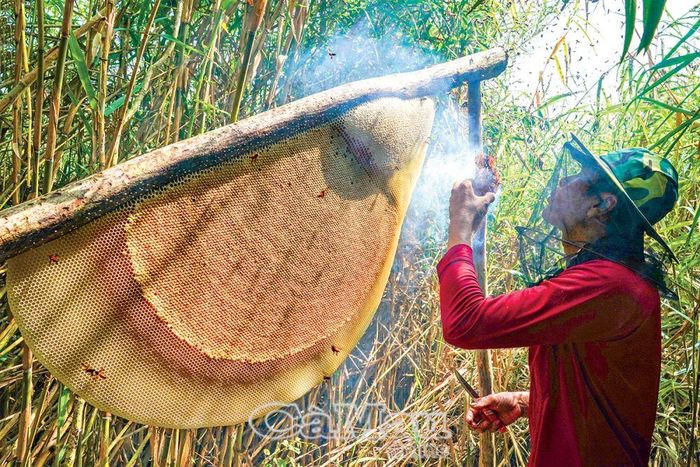 Khu rừng hàng trăm héc-ta của ông Mười Ngọt (Ấp 4, xã Khánh Bình Tây Bắc, huyện Trần Văn Thời) mỗi đợt cho thu hoạch hàng trăm lít mật từ nghề gác kèo ong mùa nước rọt.