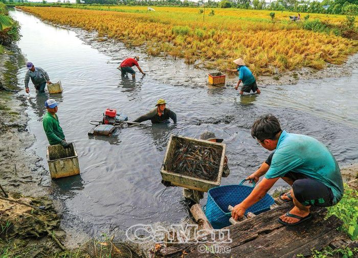 Sau khi thu hoạch lúa, nước xuống kênh cũng là thời điểm ông Nguyễn Hoàng Nghiêm (ấp Quyền Thiện, xã Biển Bạch Ðông, huyện Thới Bình) tiến hành thu hoạch tôm càng mùa nước rọt.