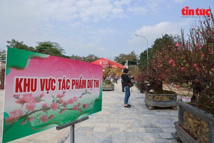 54 cây đào của 29 nghệ nhân các làng Nhật Tân, Phú Thượng tranh tài trong hội thi. Ảnh: Báo Tin tức