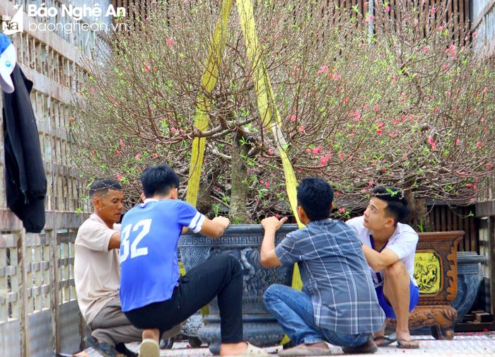  Do mỗi gốc đào đều có giá trị cao nên công tác vận chuyển đào luôn được chủ cửa hàng quan tâm. Việc đưa đào từ xe xuống bãi luôn phải được thực hiện chắc chắn, tỉ mỉ, tránh rơi vỡ hay rung lắc mạnh sẽ khiến bông, nụ đào bị rụng đi. Ảnh: Q.A 