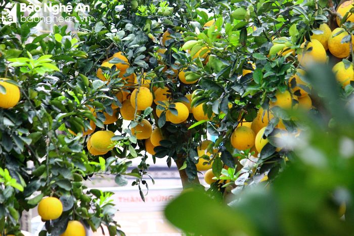  Ngoài đào Tết thì hiện nay, các loại cây cảnh khác phục vụ người dân vui Tết cũng đã đổ về mọi ngả đường. Những cây bưởi diễn với quả vàng nổi bật giữa sắc xanh có giá dao động từ 3 - 5 triệu đồng đối với cây nhỏ và từ 10 - 40 triệu đồng với cây to. Ảnh: Q.A 