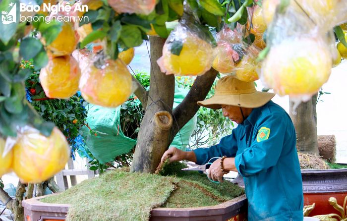  Những người thợ chăm chút trang trí, tô điểm cho gốc bưởi để tạo ấn tượng cho khách hàng . Ảnh: Q.A 