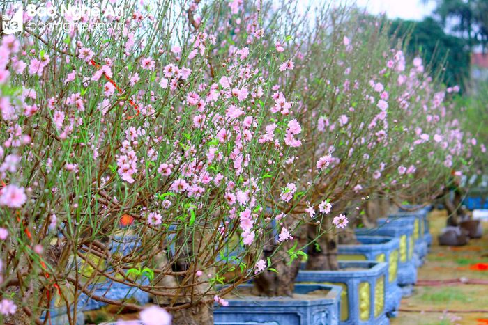  Anh Trung, đại diện một điểm bán đào Tết trên Đại lộ Lê Nin cho biết: Năm nay tôi nhập về trên 200 gốc đào, chủ yếu từ các tỉnh, thành phía Bắc như Hà Nội, Hải Dương, Hải Phòng... Năm nay thời tiết thuận lợi, đào ra hoa to, đẹp hơn các năm. Ảnh: Quang An 