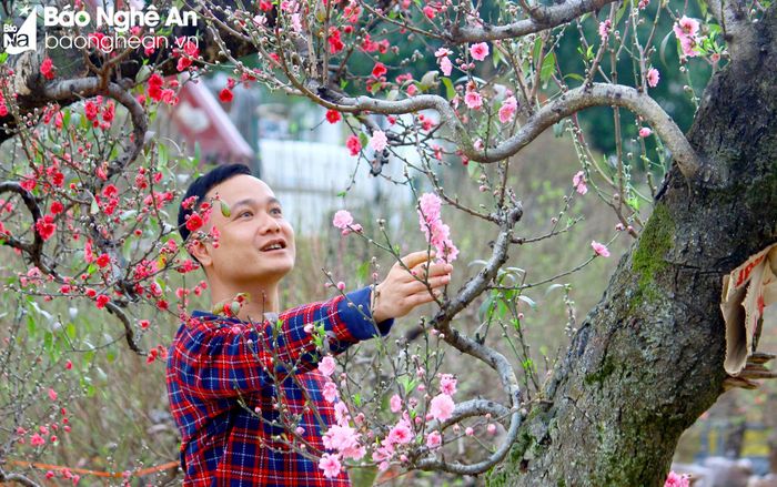  Anh Hoàng Văn Thành ở TP.Vinh cho biết: Năm nay đào về khá muộn nên tôi cũng tranh thủ xem đào để chọn về chưng Tết. Theo đánh giá của tôi thì đào năm nay khá đẹp, cành già hơn, cánh hoa to và nở đều, nhiều nụ. Mặc dù vậy, do năm nhuận và gặp thời tiết ấm nên hoa nở khá sớm. Ảnh: Q.A 