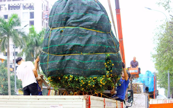  Những gốc quất "khủng" thế này theo tiết lộ của chủ cửa hàng có giá lên hàng chục triệu đồng. Ảnh: Q.A 