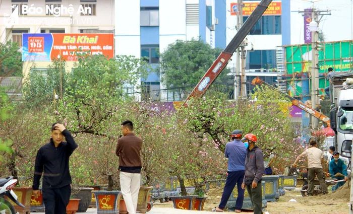  Sáng 22/1, những chuyến xe chở cây cảnh đổ về thành Vinh, trong đó, đào Tết là loại cây cảnh được nhập về nhiều nhất. Ảnh: Q.A 