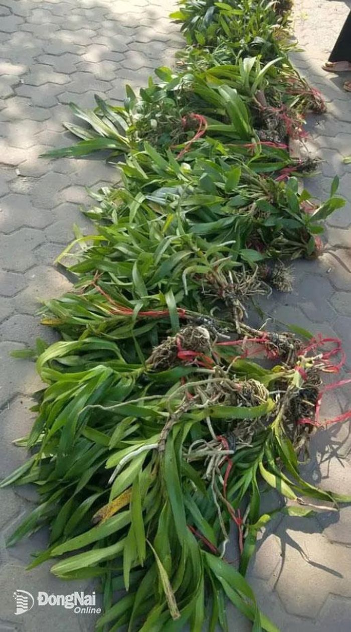 Lan rừng được người dân bày bán ngoài đường phố ở TP.Biên Hòa trong những ngày cận Tết Giáp Thìn 2024. Ảnh: Đ.Phú
