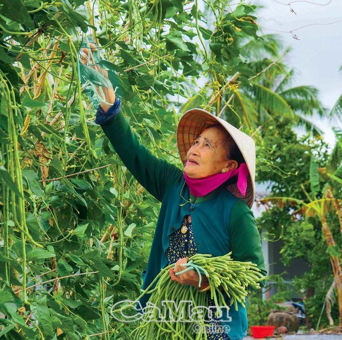 Gia đình bà Lê Thị Lùng, Ấp Chánh, xã Lý Văn Lâm, TP Cà Mau, trồng hơn 1 công hoa màu các loại như: đậu đũa, dưa gang, bầu, rau má... thu nhập trên 100 triệu đồng/năm.