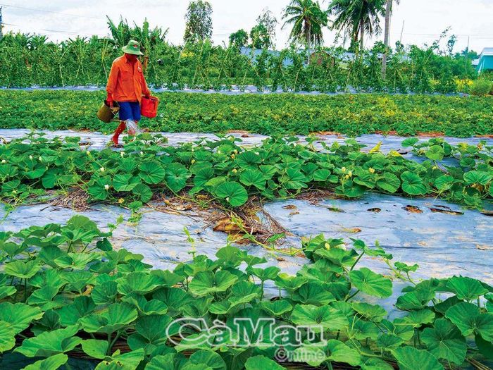 Ông Lê Công Thẳng, chồng bà Lê Thị Lùng, Ấp Chánh, xã Lý Văn Lâm, TP Cà Mau, chăm sóc liếp bầu lấy đọt và dưa hấu Tết.