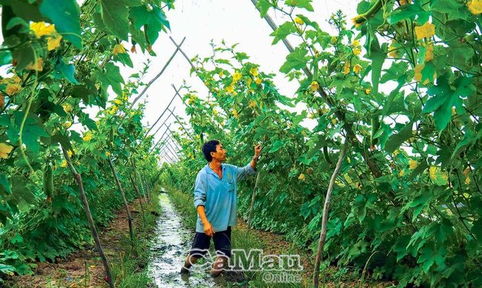 Anh Trương Bá Việt, ấp Thạnh Ðiền, xã Lý Văn Lâm, TP Cà Mau, có 4,5 công đất trồng khổ qua, bí đao... với 3-4 vụ/năm, thu nhập ổn định.