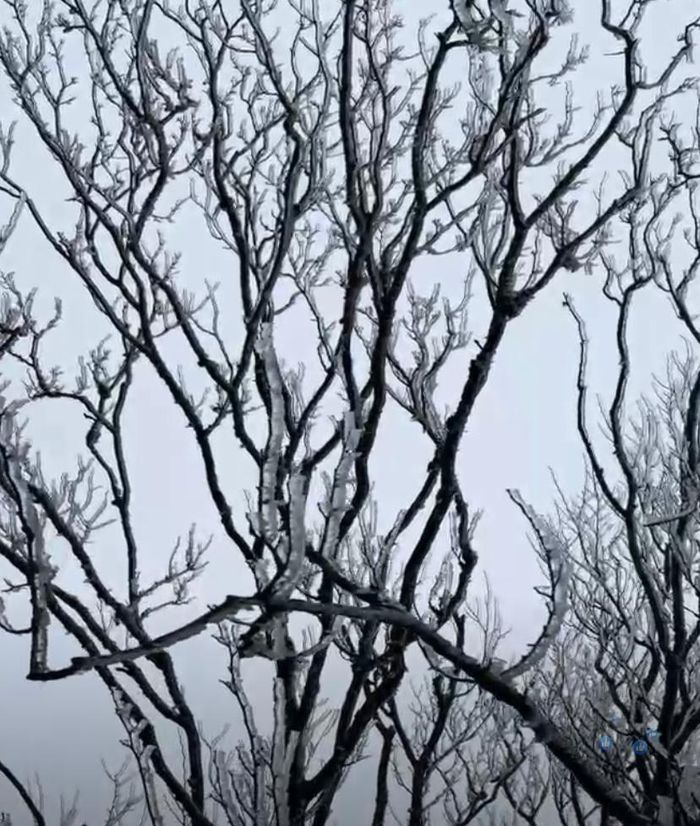  Rừng cây sáng 23-1 ở Phia Oắc. Có thể trưa băng sẽ tan. Ảnh: CTV 