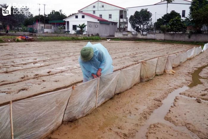 Ông Vương Đình Nam chăng nilon ngăn chuột vào phá hoại sau khi gieo lúa được 1 ngày. Ảnh: Phú Hương
