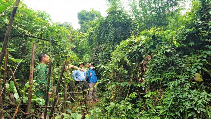 Đoàn giám sát của HĐND huyện về "Công tác quản lý, bảo vệ rừng và sử dụng đất lâm nghiệp đối với các chủ rừng, tổ chức, hộ gia đình, cá nhân được giao đất, cho thuê đất gắn với giao rừng, cho thuê rừng trên địa bàn huyện giai đoạn từ năm 2021 - 2022". Ảnh: TĐ