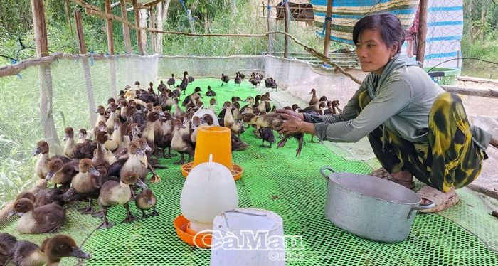 Chị Quách Thị Thúy, Ấp 16, phấn khởi khi thấy vịt xiêm nuôi theo hướng an toàn sinh học từ dự án phát triển tốt.