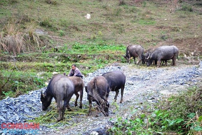 Từ đầu mùa đông đến nay, tại Sa Pa không xảy ra tình trạng trâu bị chết rét, hạn chế thiệt hại cho bà con nông dân. Ảnh: Quốc Hồng
