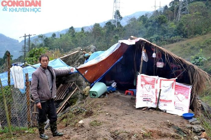 Ông Châu A Dế, xã Trung Chải làm lán ở tạm để chăn thả trâu tránh rét. Ảnh: Quốc Hồng