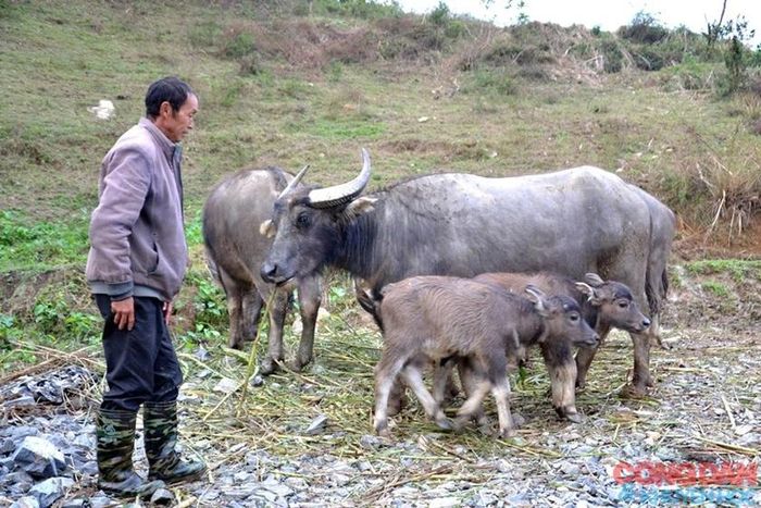 Nhờ đi trốn rét, ông Dế bảo vệ được 2 con nghé vừa mới sinh ra ở nơi ấm áp. Ảnh: Quốc Hồng