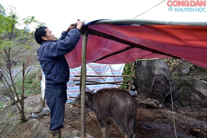 Anh Má A Pho, ở xã Tả Phìn (Sa Pa) làm lán tạm cho trâu tránh rét, chiều ngày 23/1. Ảnh: Quốc Hồng