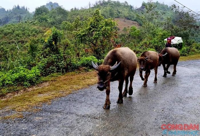 Nhiệt độ xuống thấp 3-4 độ C, người dân Sa Pa lùa trâu theo quốc lộ 4D xuống khu vực Tòng Sành, gần thành phố Lào Cai trốn rét. Ảnh: Quốc Hồng