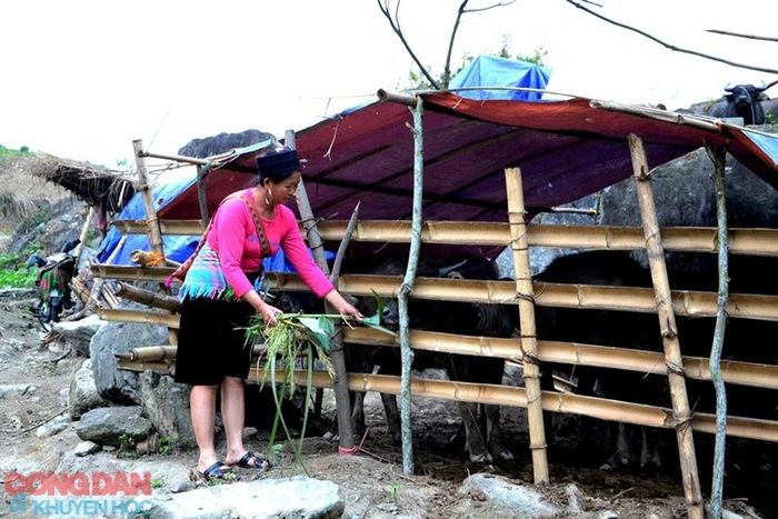 Lán trại của 1 gia đình ở khu tập kết trâu tránh rét Tòng Sành. Ảnh: Quốc Hồng