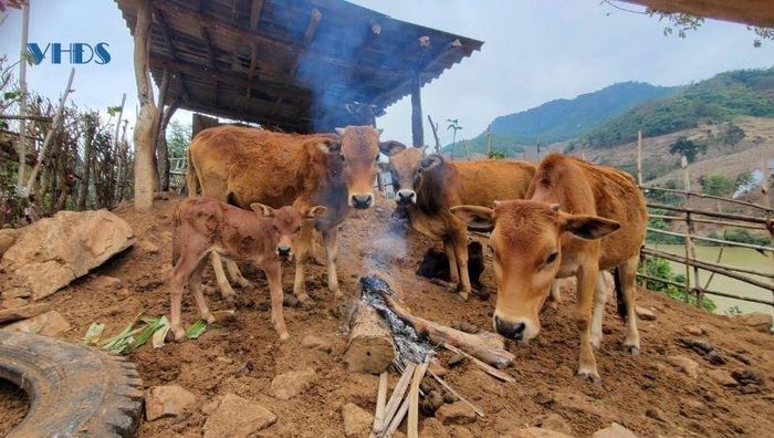 Để bảo vệ đàn vật nuôi, người dân dùng bạt che chắn chuồng trại và đốt lửa sưởi ấm.
