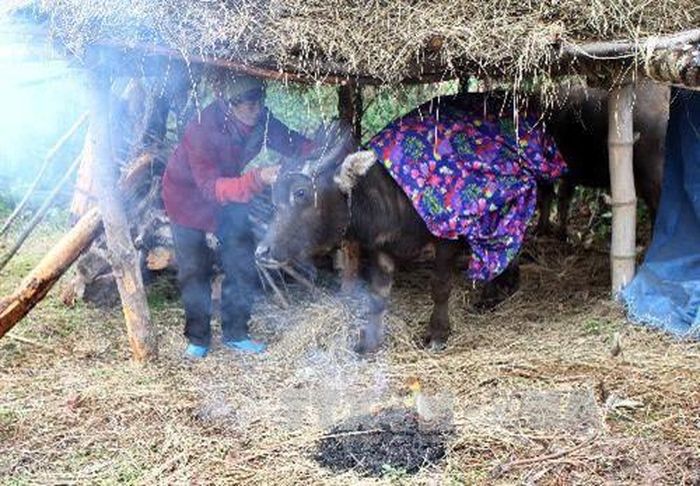 Người dân phòng chống rét buốt cho trâu.