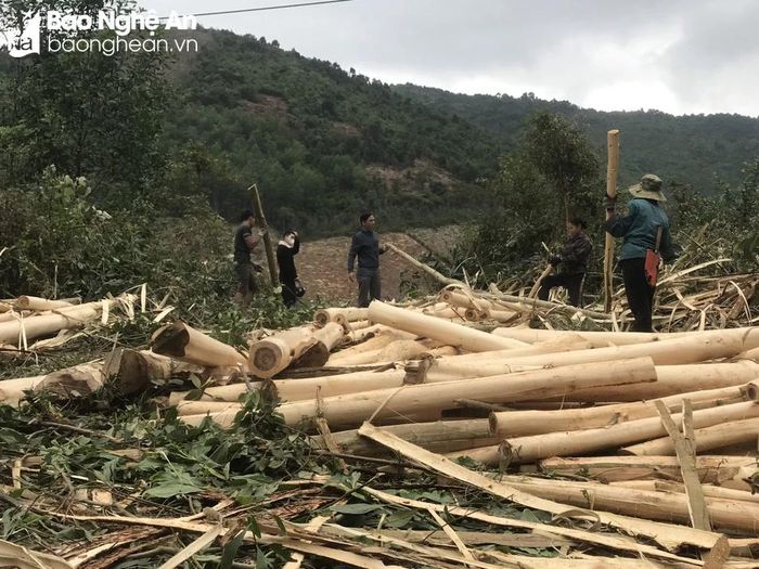  Cả xã có trên 5000 ha rừng trồng, mỗi năm khai thác 2.800 m3. Ảnh: Vi Hợi 
