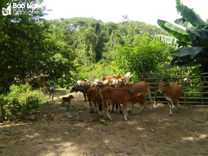  Chăn nuôi gia súc, gia cầm đã hồi sinh sau lũ. Ảnh: Vi Hợi 