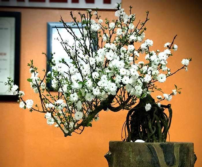  Nhất chi mai (mai trắng) với dáng cây tầm trung giá cả “khá mềm” 