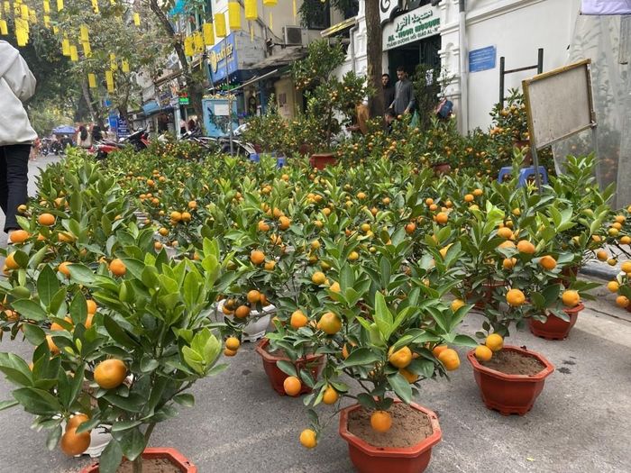  Giá cả của cây quất có xu hướng tăng nhẹ so với năm 2023. 