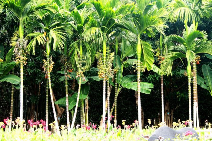 Vườn cau xanh mướt tại Làng nghề Trường Sơn.
