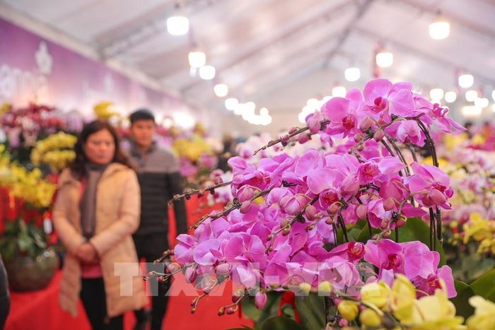 Hoa lan khoe sắc tại chợ hoa quận Hoàng Mai. Ảnh: Hoàng Hiếu - TTXVN 