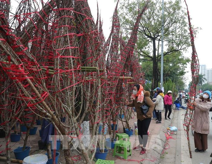 Những cành đào đủ mọi kích cỡ được bày bán tại chợ hoa quận Hoàng Mai. Ảnh: Hoàng Hiếu - TTXVN