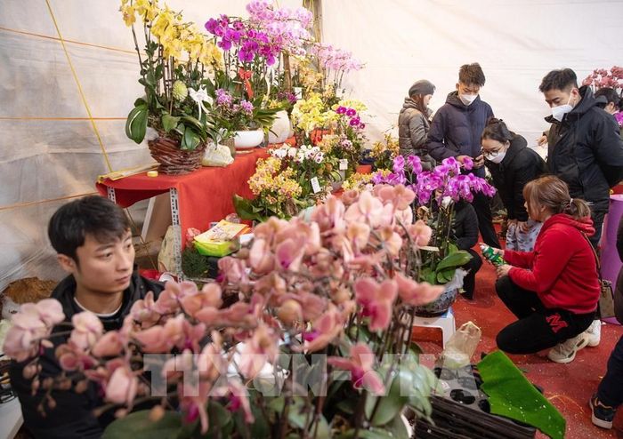 Người dân tìm mua lan hồ điệp Đà Lạt tại chợ hoa quận Hai Bà Trưng. Ảnh: Hoàng Hiếu - TTXVN
