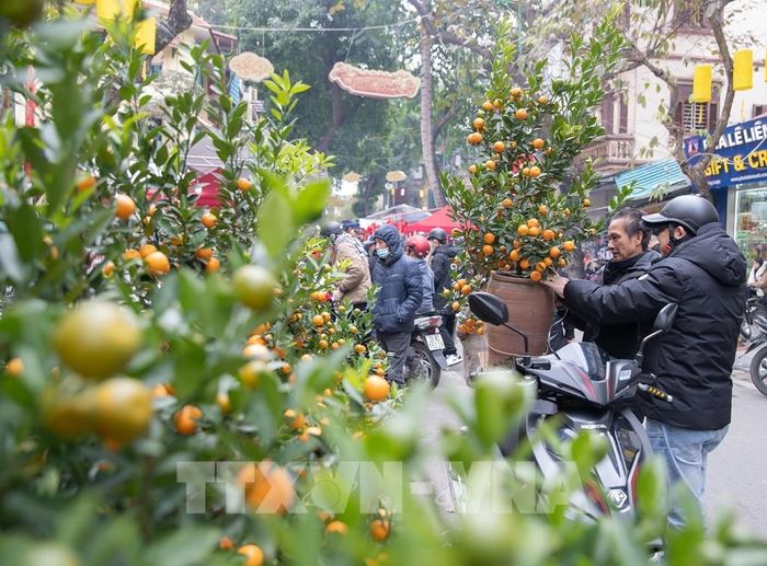 Một người dân mua được cây quất phù hợp tại chợ hoa Hàng Lược về chơi Tết. Ảnh: Hoàng Hiếu - TTXVN