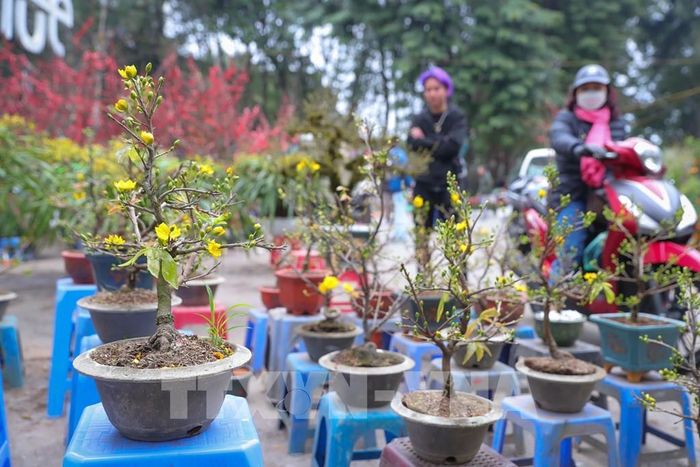 Những cây mai vàng phương Nam đua sắc tại chợ hoa Xuân quận Hai Bà Trưng. Ảnh: Hoàng Hiếu - TTXVN