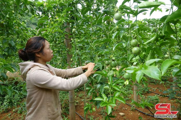 Mô hình trồng chanh leo của nông dân bản Chi, xã Chiềng Lương.