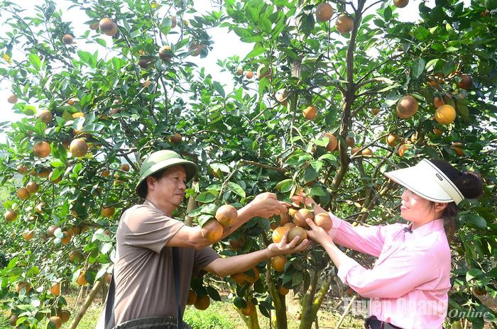 Anh Lê Anh Tuấn lựa chọn những quả cam chín mọng cắt cho khách hàng.