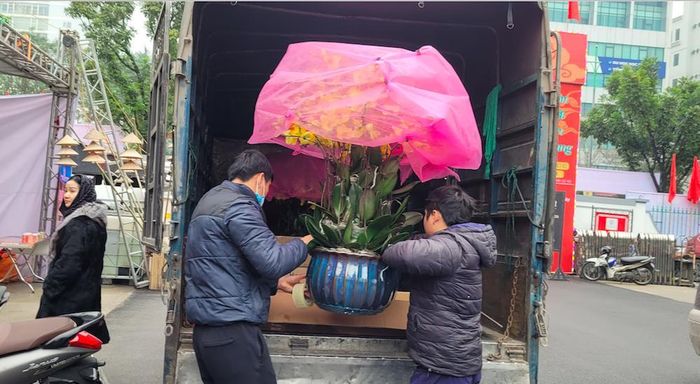 Hoa Tết đắt khách mua để trưng Tết và làm quà biếu tặng. 