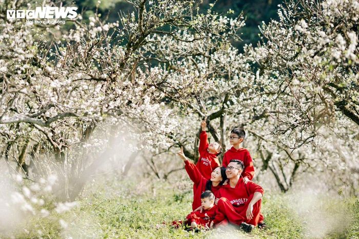 "Mỗi năm, gia đình tôi thường dành thời gian đầu năm mới để đi du lịch Mộc Châu. Khung cảnh Mộc Châu mùa hoa mận rất đẹp, cho mình cảm giác yên bình, thư thái khác xa chốn đô thị. Ngoài những cánh rừng hoa mận đang thì bung nở, bức tranh cao nguyên Mộc Châu còn trở nên đặc biệt với những vườn hồng trĩu quả", chị Hương (ở Thái Nguyên) nói.