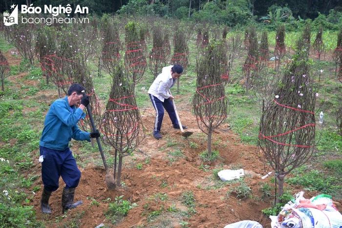  Những ngày cận Tết Nguyên đán Giáp Thìn 2024, các hộ trồng đào ở xã Minh Thành hối hả bán đào cho khách hàng. Ảnh: Xuân Hoàng 