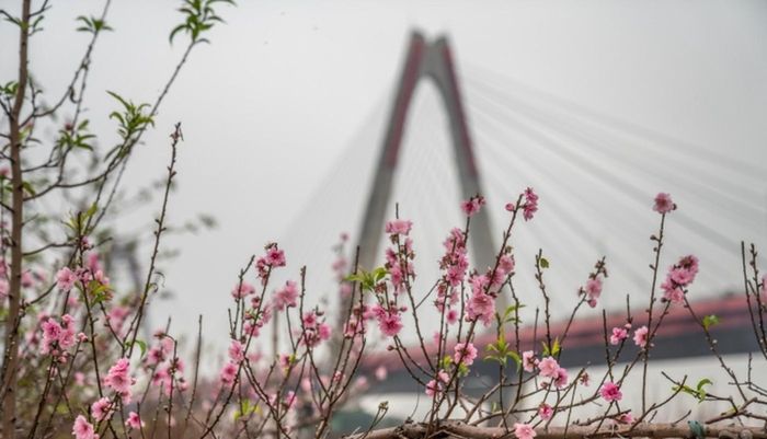 Giá đào năm nay cao hơn so với năm ngoái nhờ tạo hình đẹp, hoa nở đều và có nhiều nụ. Ảnh: Phunumoi